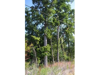 Property photo 14 - 64 Acre Farm Offered in 4 Tracts or in Combinations - Real Estate Auction